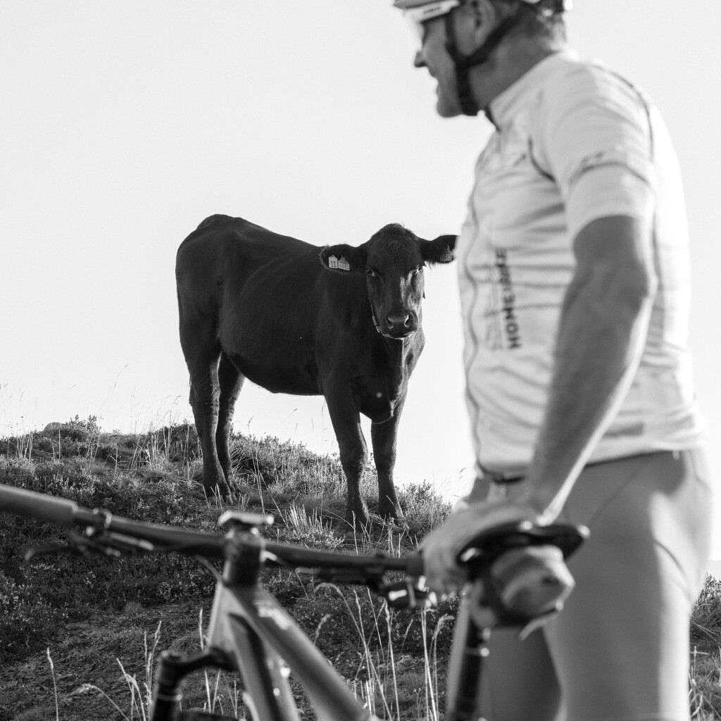 Schwarz-Weiß-Foto eines Radfahrers mit Mountainbike, der auf einem grasbewachsenen Hügel einer Kuh begegnet.